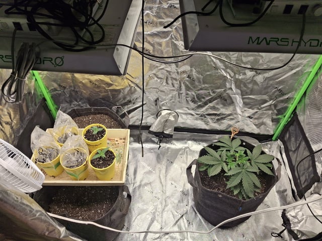 First Grow — vegetative, day 24