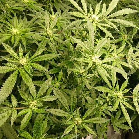 run #3 — flower, day 57