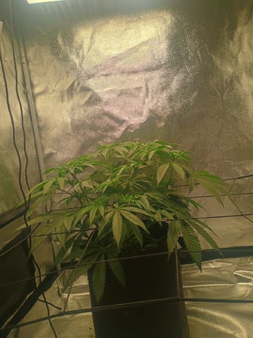 lil Slurry, first grow — flower, day 51