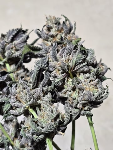 Divine Gelato 3 x Blue Zushi x 44 Photo — harvest, day 115