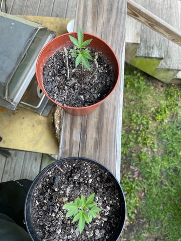 Alfie & Franki — vegetative, day 31