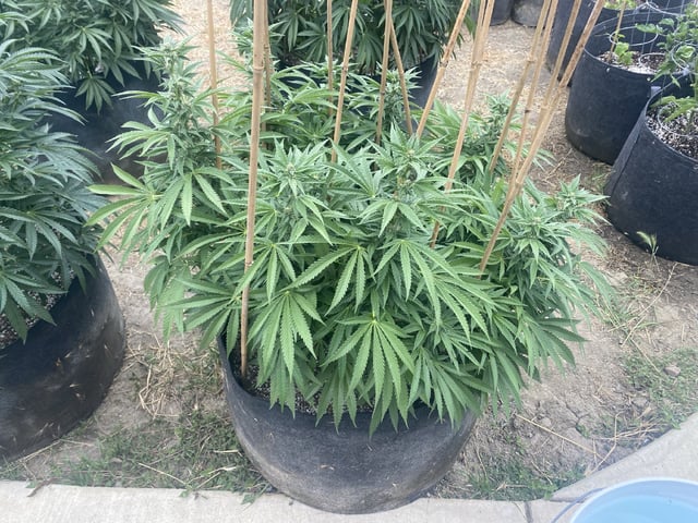 Solfire Gardens Grow