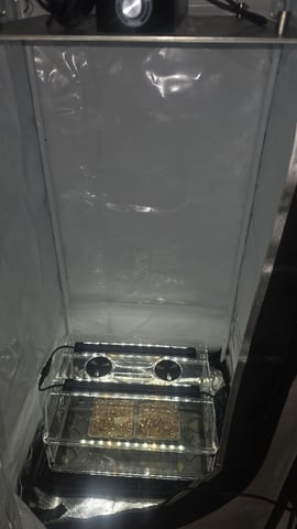 lilac diesel Rbx2 — germination, day 2