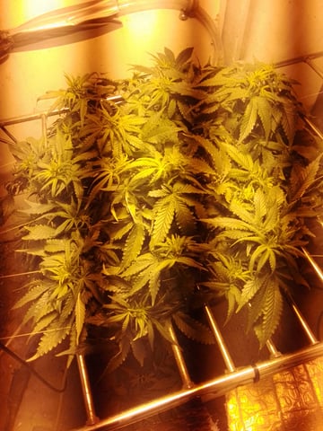 If it's Loose it's got to be a Unicorn.. — flower, day 31