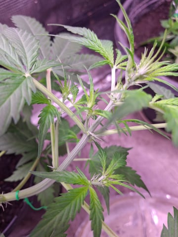 Queen B  — vegetative, day 41