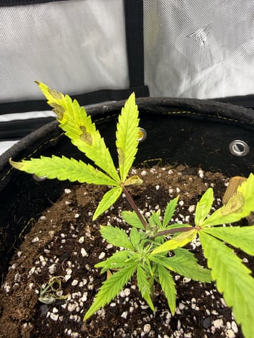  4 X 2 