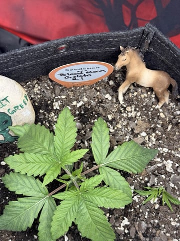 BloodMoon Gelato — vegetative, day 20