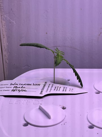 Inside Mother Plants — seedling_rooting, day 16
