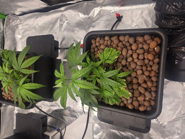 Funk Mountain 2 — vegetative, day 12