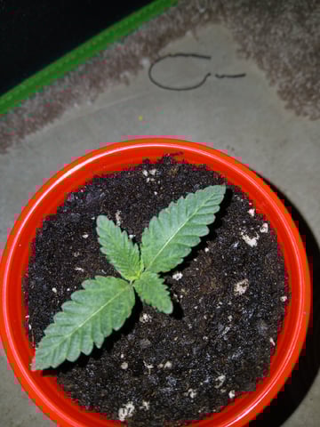 fruity pebbles, cap junky — seedling_rooting, day 19