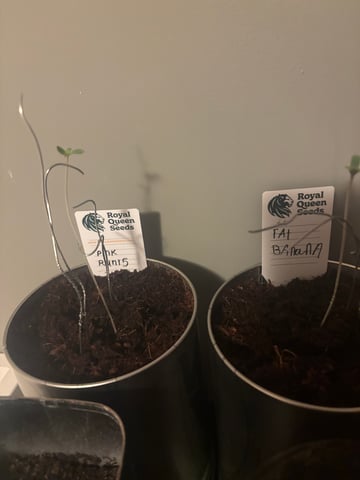 banana x Pink runtz — seedling_rooting, day 7