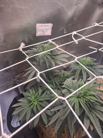 1st Grow - ROYAL MOBY (indoor)(photop.) — vegetative, day 71