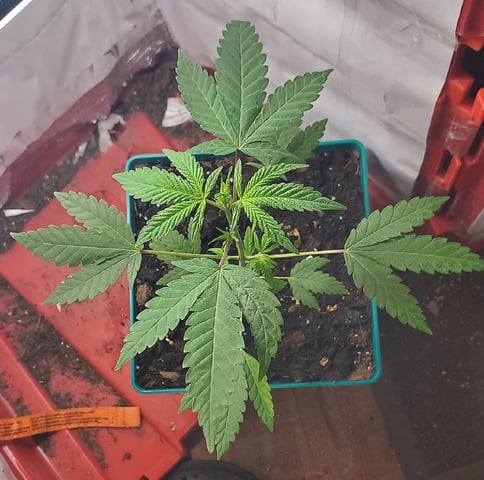 Plant 10A — flower, day 48