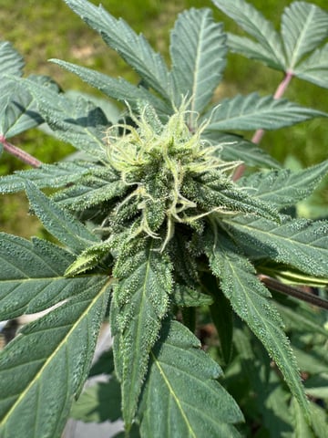 Quick One — flower, day 12