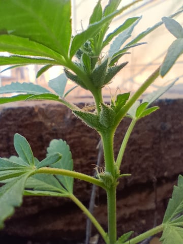 White Widow/Gorilla Glue — vegetative, day 33