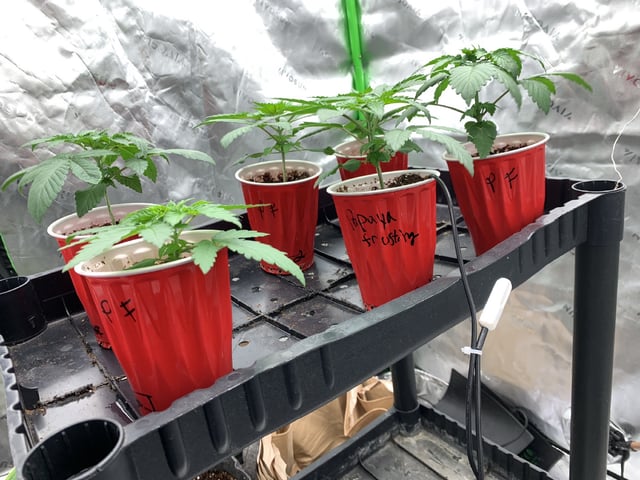 Papaya Frosting  — vegetative, day 23