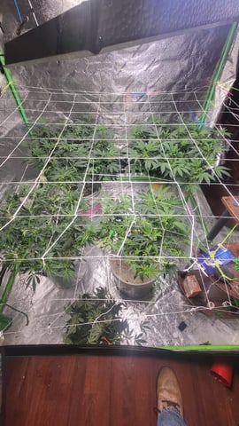 1st grow indoors(cardboard box to 2x2x4 to 5x5x6) — flower, day 82
