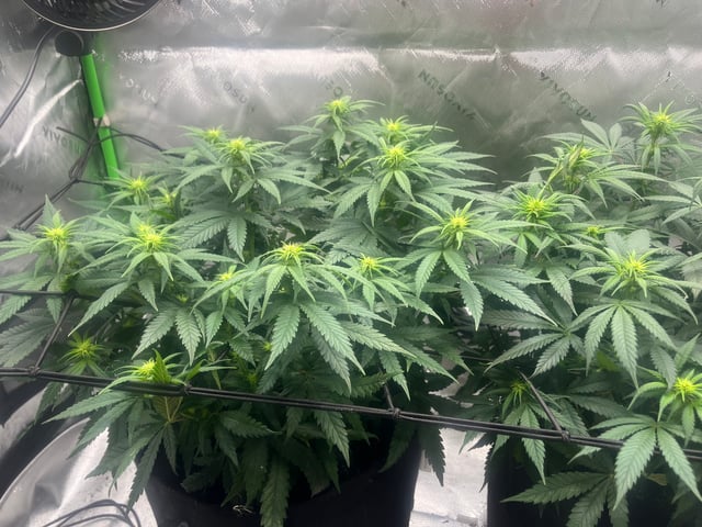 Blue Dream Photos — flower, day 63