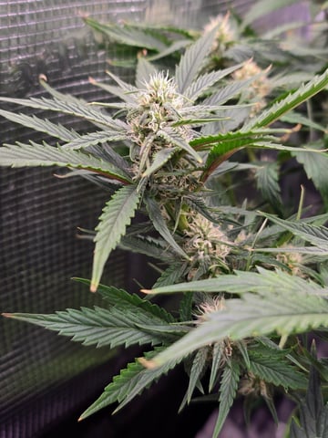 blue dream auto — flower, day 47