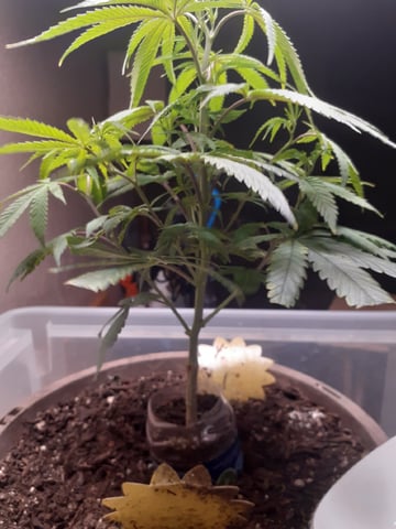 Sub Zero#12 Photoperiod Grow — vegetative, day 105