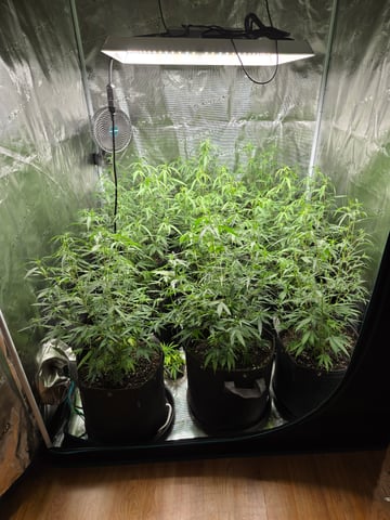 Blue Dream Clones — vegetative, day 39
