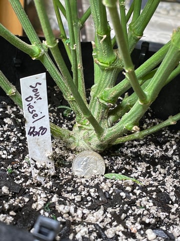 Autos and sour diesel!