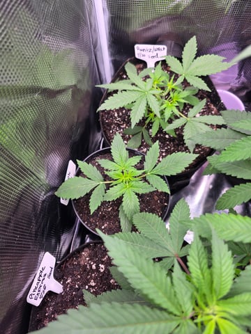 Pineapple Express  — vegetative, day 1