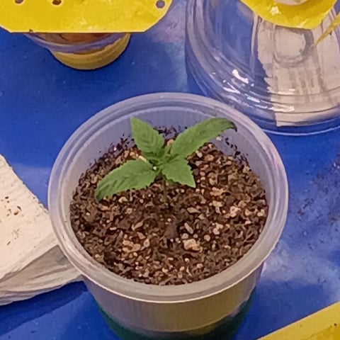 TentPlantLightFan — vegetative, day 40