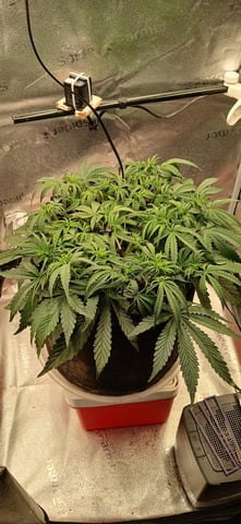 newest ggs setup grow — flower, day 35