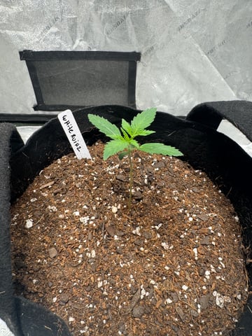 white runtz auto flower — vegetative, day 13