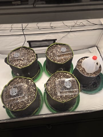 GDP auto 3X5 tent — germination, day 1