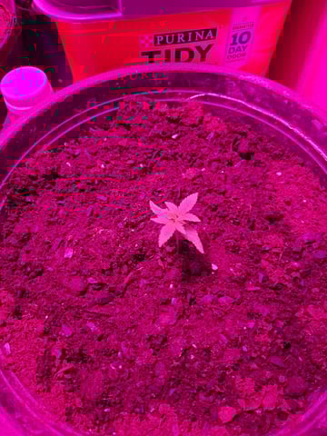 Queen B  — vegetative, day 19