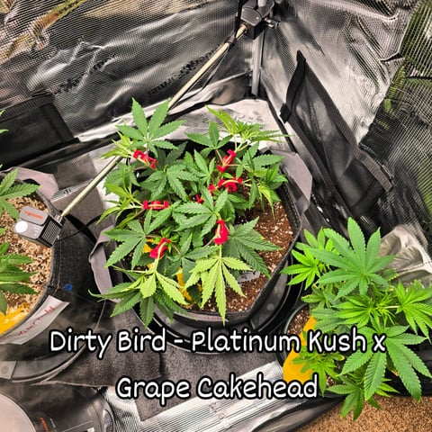 Dirty Bird - Thousand Island Fem & Platinum Kush Breath Remix x Grape Cakehead Fem Photo  — vegetative, day 37