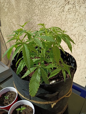 Purple Plum Perfect 💜 & 2 Grape Runtz 🍇 Mainlining garden.  — vegetative, day 60