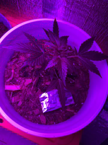 OG Kush — vegetative, day 59