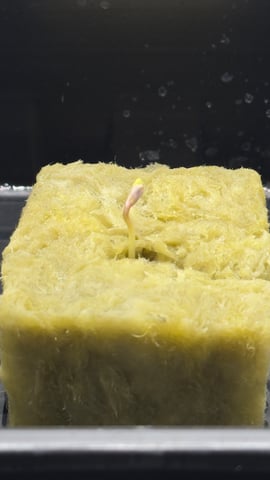 Northern Lights  — germination, day 7