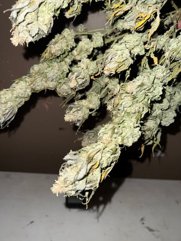 Blue Dream — harvest, day 117