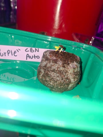 Mystery Seed — germination, day 5