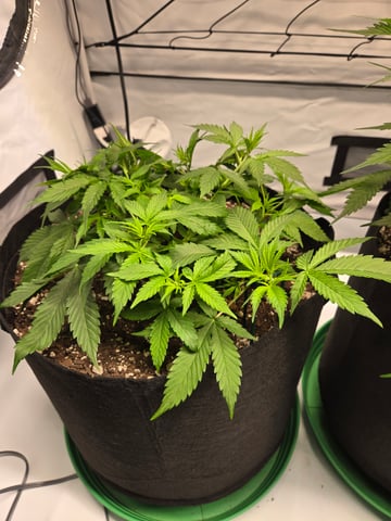 Purple Skunk 3 x 5  — flower, day 36