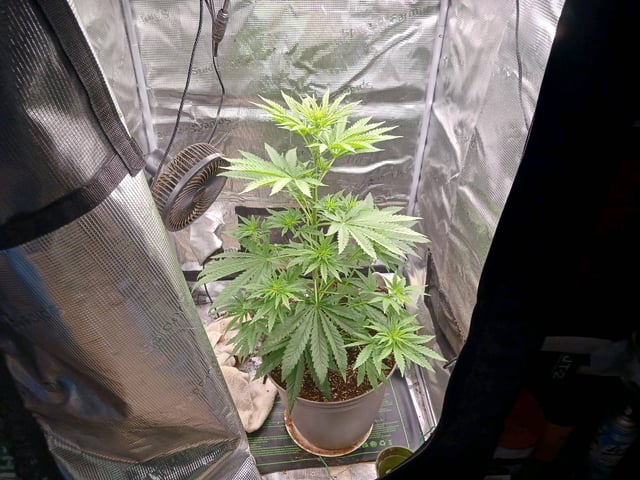 4th grow  — flower, day 161