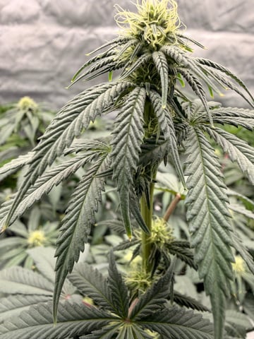 BloodMoon Gelato — flower, day 78