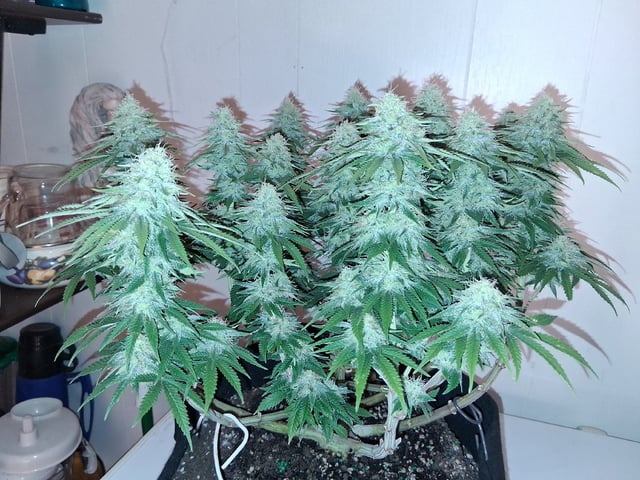 fruity pebbles, cap junky — flower, day 95