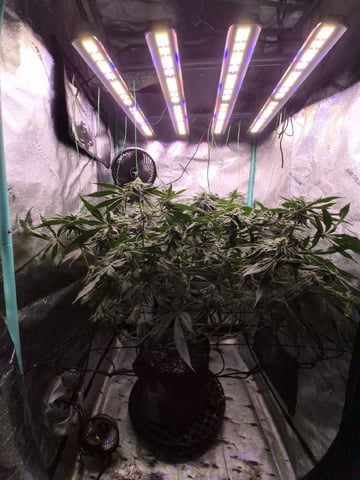 zlurricane blast — flower, day 97