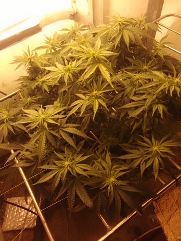 If it's Loose it's got to be a Unicorn.. — flower, day 36