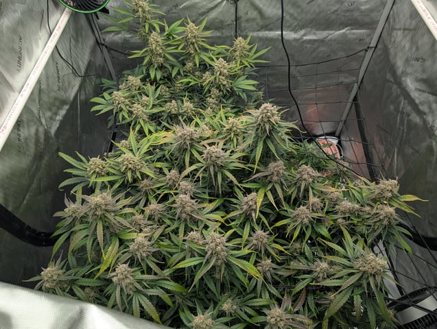 Grow #4 — flower, day 78