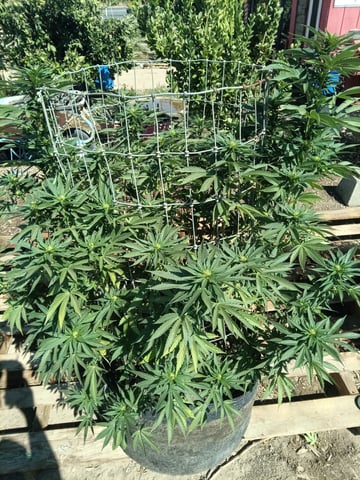 first 4 — flower, day 45