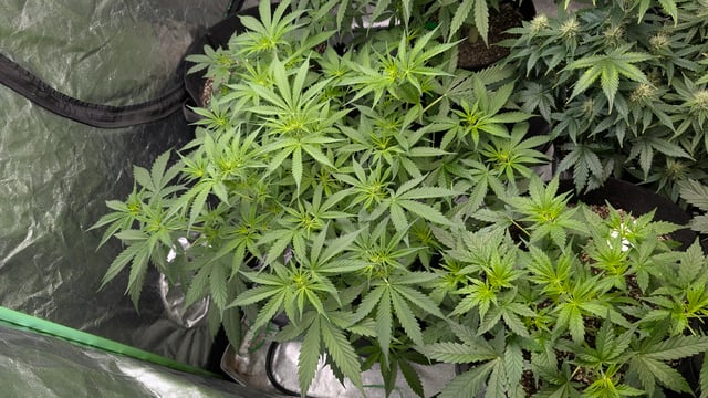 Strawberry Cheesecake Seedsman Seeds Autoflowers x2 — flower, day 44