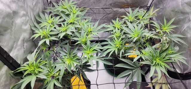 First clones (Dr nefario)  — flower, day 34