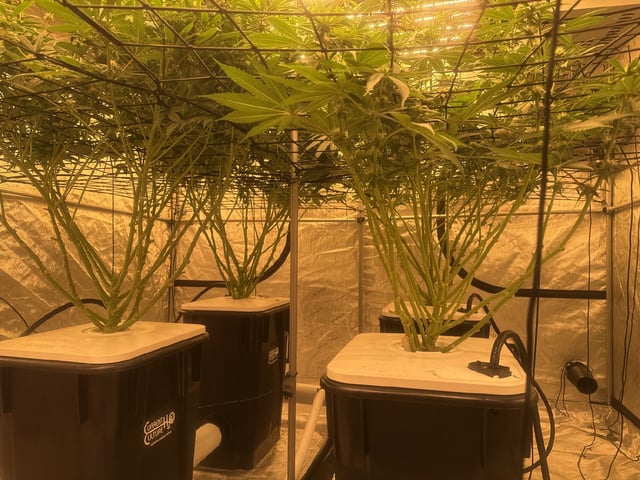 Start over! — flower, day 75