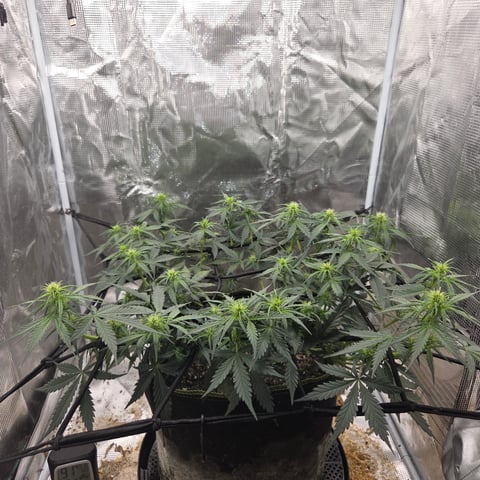 Purple Haze Auto — flower, day 46